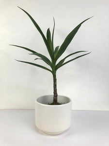 Modern White Pottery Planter