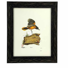 Load image into Gallery viewer, Framed Oriole  Print
