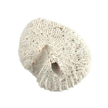 Load image into Gallery viewer, Coral Specimen