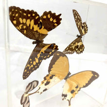 Load image into Gallery viewer, Butterfly Specimen Box