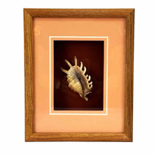 Load image into Gallery viewer, Shadowbox Shell Specimen
