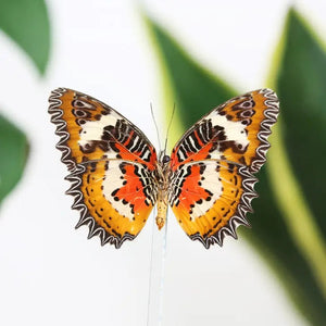 Lacewing Butterfly Bell Jar Specimen