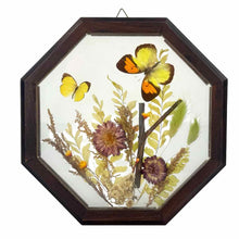 Load image into Gallery viewer, Octagon Butterfly Specimen