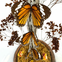 Load image into Gallery viewer, Monarch Butterfly Diorama Cloche