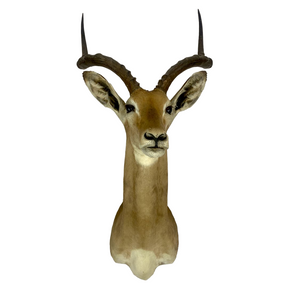 Impala Shoulder Mount