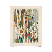 Load image into Gallery viewer, Plumes Feathers Illustration Print