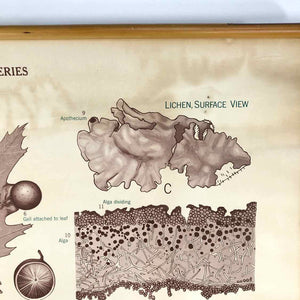 Symbiosis Biology Chart