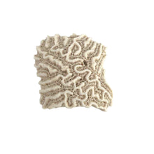 Load image into Gallery viewer, Coral Specimen