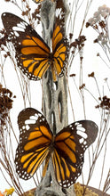 Load image into Gallery viewer, Monarch Butterfly Diorama Cloche