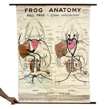 Load image into Gallery viewer, Frog Anatomy Chart