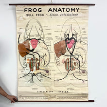 Load image into Gallery viewer, Frog Anatomy Chart