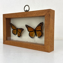 Load image into Gallery viewer, Monarch Butterfly Specimen
