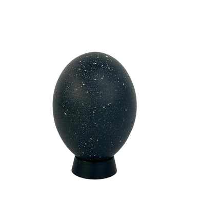 Emu Egg Specimen