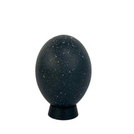 Emu Egg Specimen
