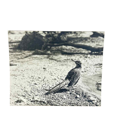 Roadrunner Photo