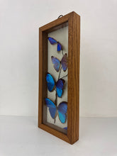 Load image into Gallery viewer, Blue Morpho Butterfly Specimen