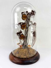 Load image into Gallery viewer, Monarch Butterfly Diorama Cloche