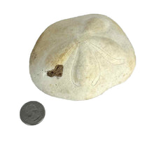 Load image into Gallery viewer, Sea Biscuit Sand Dollar Specimen