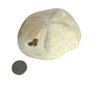Sea Biscuit Sand Dollar Specimen