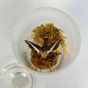 Butterfly Specimen Glass Jar