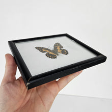 Load image into Gallery viewer, Lime Butterfly Specimen