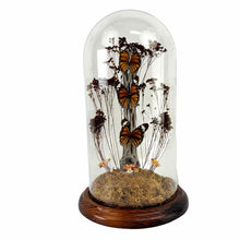 Load image into Gallery viewer, Monarch Butterfly Diorama Cloche