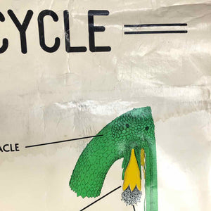 Marchantia Life Cycle Chart