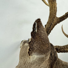 Load image into Gallery viewer, Whitetail Deer Mount