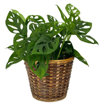 Load image into Gallery viewer, Lined Planter Basket