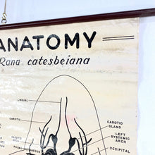 Load image into Gallery viewer, Frog Anatomy Chart
