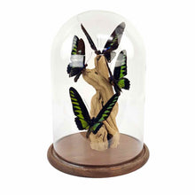 Load image into Gallery viewer, Birdwing Butterfly Specimen Cloche