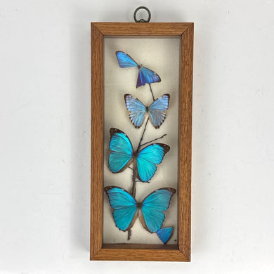 Blue Morpho Butterfly Specimen
