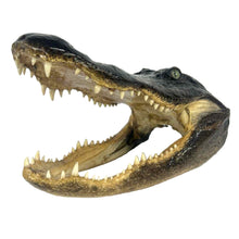 Load image into Gallery viewer, Taxidermy Alligator Skull