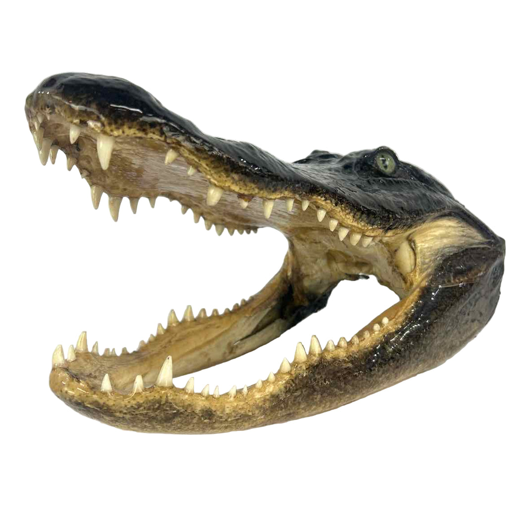 Taxidermy Alligator Skull