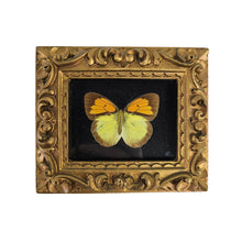 Load image into Gallery viewer, Framed Butterfly Specimen