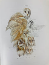 Load image into Gallery viewer, Birds &amp; Bees Illustrated Book