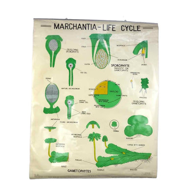 Marchantia Life Cycle Chart
