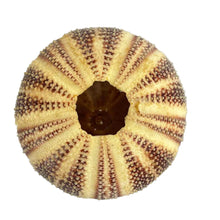Load image into Gallery viewer, Sea Urchin Specimen