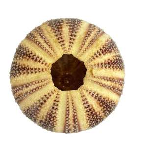 Sea Urchin Specimen