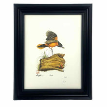 Load image into Gallery viewer, Framed Oriole  Print