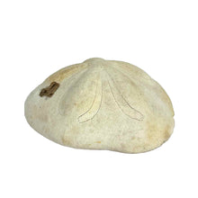 Load image into Gallery viewer, Sea Biscuit Sand Dollar Specimen