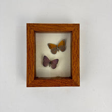 Load image into Gallery viewer, Butterfly Specimen