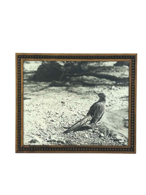 Framed Roadrunner Photo