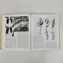 Load image into Gallery viewer, Principles of Surgery Book