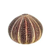 Load image into Gallery viewer, Sea Urchin Specimen