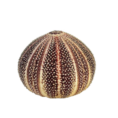 Sea Urchin Specimen