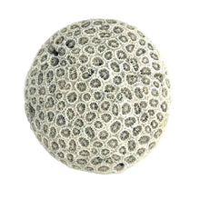 Load image into Gallery viewer, Coral Specimen