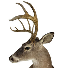Load image into Gallery viewer, Whitetail Deer Mount