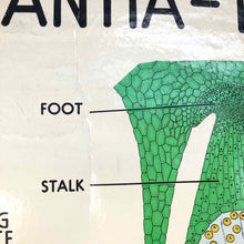 Load image into Gallery viewer, Marchantia Life Cycle Chart