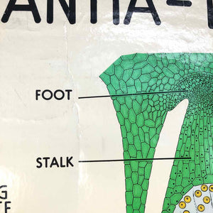 Marchantia Life Cycle Chart